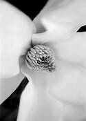 Spring_awakening