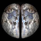 Mussel_earth