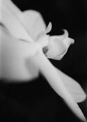 White_orchid