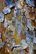 Bark_10