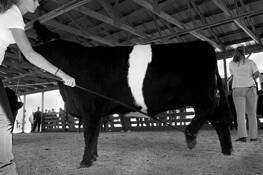 Cow_showing_-_union_fair