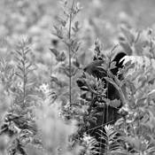 Black_bear_in_the_berries