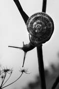Snail_2
