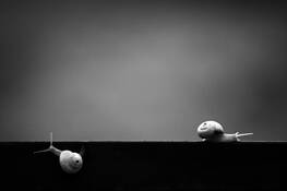 Snail_26