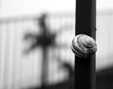 Snail_59