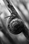 Snail_6