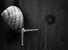 Snail_64