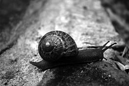Snail_65