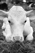 Staring_white_cow