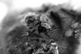 Hatching_northern_pine_snake
