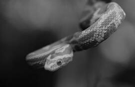 Albino_corn_snake