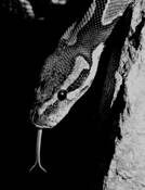 Ball_python