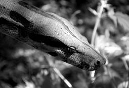 Boa_constrictor