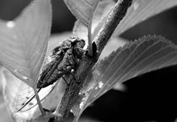 Cicada