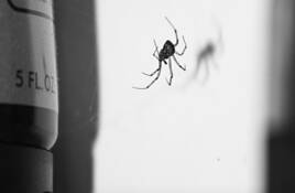 Closet_spider