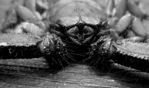 Flat_rock_scorpion