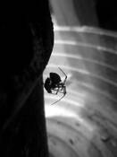 Flowerpot_spider