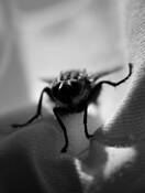 Greedy_fly