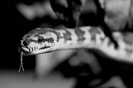 Irian_jaya_carpet_python