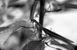 Praying_mantis