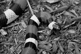 Pueblan_milk_snake