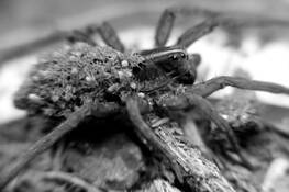 Spider_mom