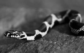 Super_chain_king_snake