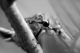 The_cicada_s_eye