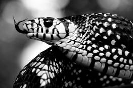 Tiger_rat_snake