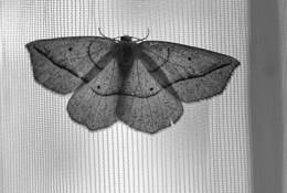 Window_moth