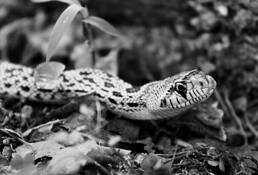 Yellow_bull_snake