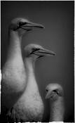 3_gannets