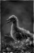 Baby_gull