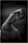 Brolga