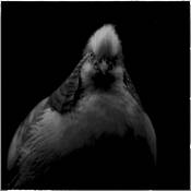 Cock