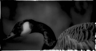 Goose