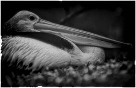 Pelican