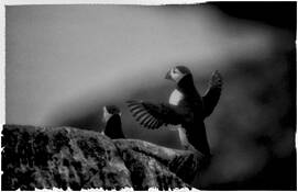 Puffin