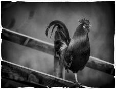 Rooster