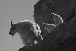 Mountain_goat-11