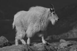 Mountain_goat-12