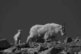 Mountain_goat-2