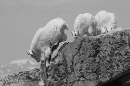 Mountain_goat-3