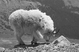 Mountain_goat-6