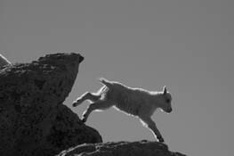Mountain_goat-7