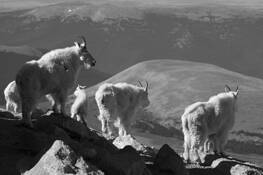 Mountain_goat-8