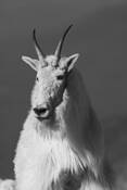 Mountain_goat-9