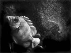 Double_fish