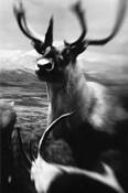 Elk_horn