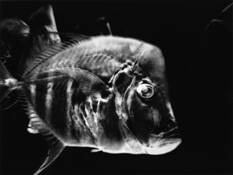 Glow_fish